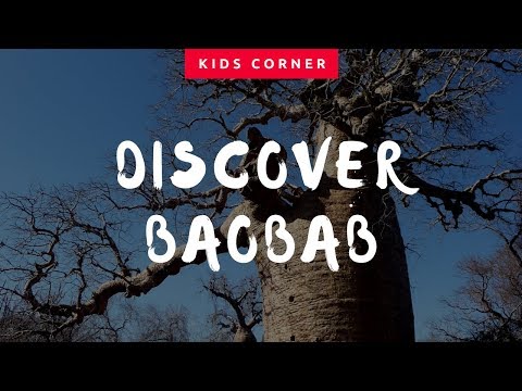 Kids Corner: Discover the Baobab Tree in Africa