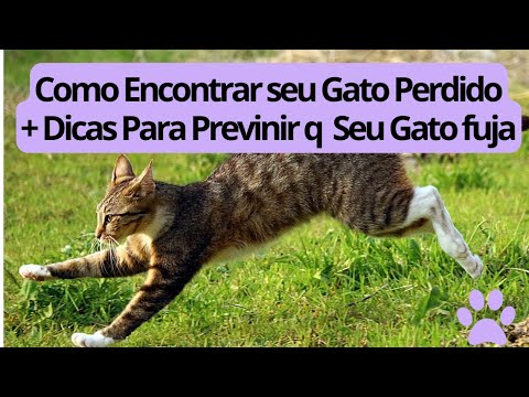 Dicas do Que Fazer Caso seu Gato Fuja #gatos