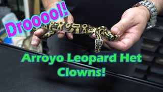 Pastel Arroyo Leopard het. Clown Ball Python Updates!