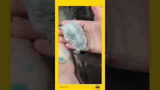 🐍 This is the coolest #mouse 🐭 #snkeltd #ballpython #reptiles