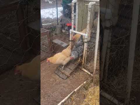 Reluctant Chickens #shorts