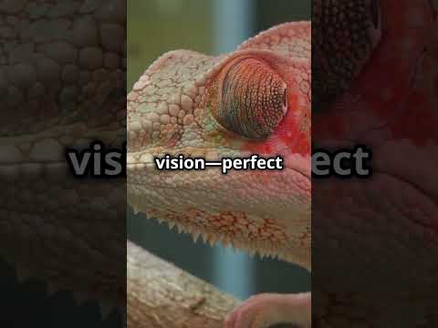 79% people are unaware of 5 Incredible Chameleon Facts #youtubeshorts #facts #funfacts #animals #fyp
