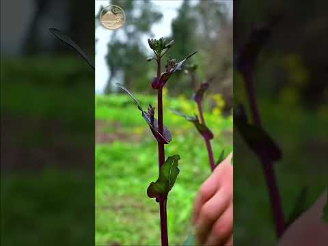 🌿 Healing in Nature | Picking Wild Vegetables in the Mountains | Relaxing ASMR Journey#ancientchina