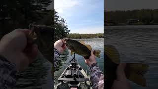 spear point hooks keeping em pinned #kayakbassfishing #bassfishing#smallmouthbass