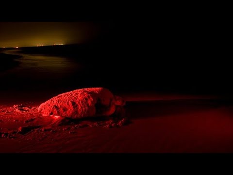 Baby Turtles Hatching at Night in Tangalle | Sri Lanka