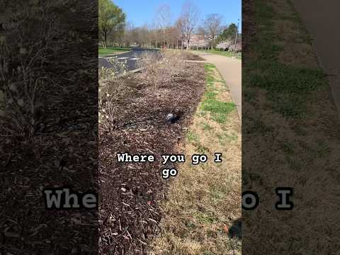 Where you go I go with a pigeon