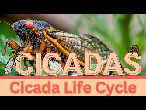 CICADAS || Life Cycle
