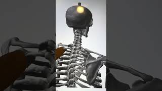 Relieve back pain with these ergonomic solutions! #ergonomic #deals