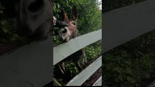 SURPRISE visitor on my trash route could NOT stop laughing after sneaking up on me #satisfying