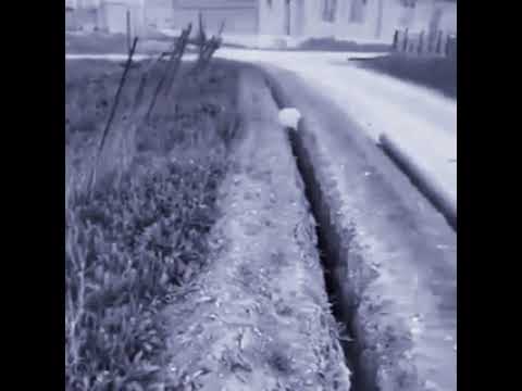Sheep gets motivated by Guts theme