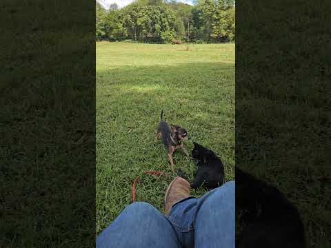 Just my bubbies playin with bunty #chihuahua #chihuahuasofinstagram #funnyvideo #dogsofyoutube #cat