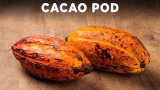 Opening A Cacao Pod