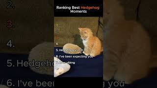 Ranking Funny Hedgehog Moments 😂