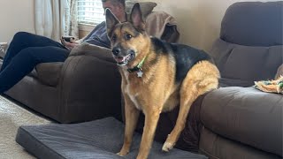 You Can’t Stop Laughing At These GERMAN SHEPHERDS Dogs 🤣 Funny Animals Video