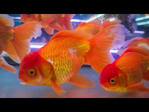 Beautiful Goldfish swimming | Best Fish Tank | Relaxing Video Water Sound