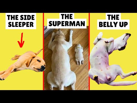 What Your Dog's Sleeping Position Reveals About Them