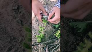 #agritools #farmer life #tonglufeng #agriculture #agritool #youtubeshorts #viral