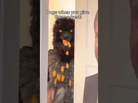 And they run like they stole something 🙄 #funnydogs #dogmemes #relatable #jessetheologus