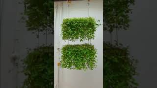 7 Beautiful and Creative Ways of Hanging Turtle Vine | Fast Growing Hanging Plant , link in Comment