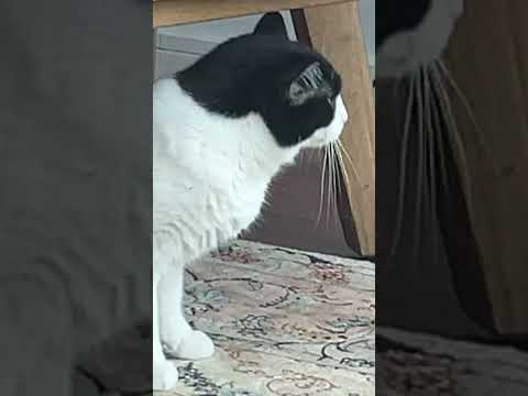 No thoughts, just vibes… and a lil shake🐾Subscribe for more daily cat energy! #CatShorts #tuxedocat