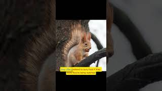 Squirrels can remember places #squirrel #squirrels #facts #quickfacts #interestingfacts #animals