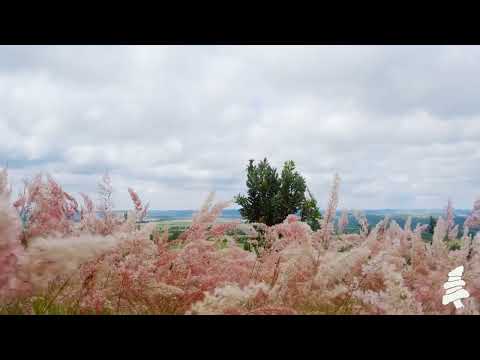 Windy Field with Rustling Leaves - Ambient White Noise Sounds for Sleep (1 Hour)
