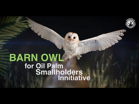 Barn Owl for Oil Palm Smallholders Innitiative