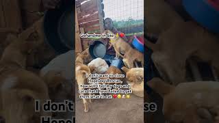 Gofundme link in bio for support towards hopedogsrescue they need a second chance 🙏🐶🐱#gofundme