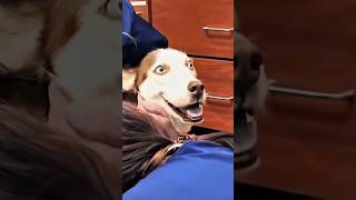 Vet Visit Gone Wrong: The Needle of Doom!🤣 #FunnyPets #PetDrama  #Relatable #funny #pets #cute