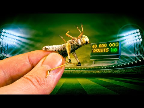 IN WHAT TIME WILL 40,000,000 LOCUSTS EAT THE FOOTBALL PITCH?