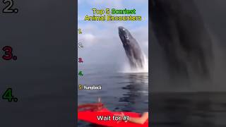 Ranking The Top 5 Scariest Animal Encounters