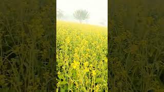 ssarso farm #farming #shorts #trending #sarso #farmofbangla #newtrend