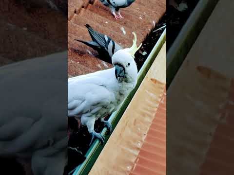 Cuckatoo #sydney