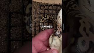 Who needs scissors! ✂️ #ballpython #snake #python #pets #pythonclutch #ready #ballpythonsofinstagram