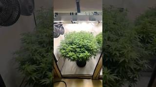 1.20×2.40 Tent – Mimosa Explosion 🌸 Early Flower Beast
