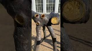 #oceaneyes #automobile #billieeilishoceaneyes #turtleart #car #turtlelover #baby #turtle #fashion