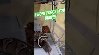 #ballpython #feedingsnakes #royalpython #snakefeeding #snakes #reptiles #ballpythonmorph