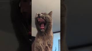 no milk for cats #understandingcats #catproblems #cutepet #adoptdontshop #catlover #felinecompanions