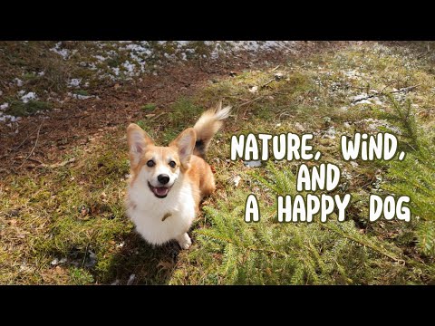 Windy Walk with My Dog… and an Unexpected Swim! 🌬️🐶💦
