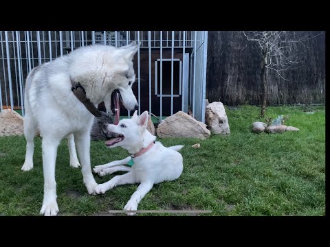 2min avec des husky #2