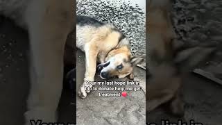 every support is appreciated visit our link in profile to support our rescue #usa #canada