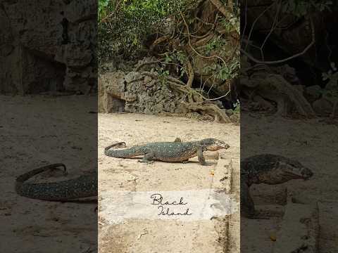 🏝️ From crystal-clear cave pools to colorful coral reefs and a few scaly new friends 🦎 #IslandLife