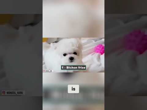 Why is the Bichon Frise the perfect dog for seniors?