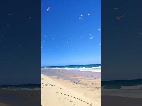 seagulls on the isle Deserta/Portugal
