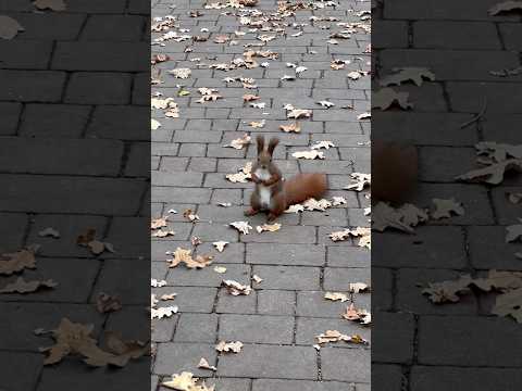 Squirrels. 🌰🐿️🐿️Веселі білочки. #squirrel #squirrels  #animals #nature #білка #білочка