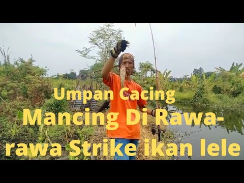 mancing di rawa strike ikan lele pake umpan jangkrik