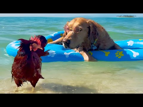 Funniest Dogs 🐶, Cats 🐱 & Cute Animals ❤️ You Can’t Miss!