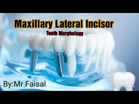 Permanent Maxillary Lateral Incisors/Tooth Morphology/ Dental Anatomy/#2020