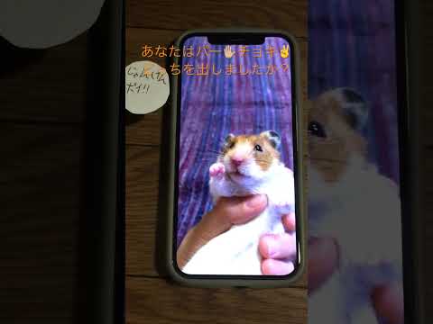 ハムスタージャンケン対決‼️‼️