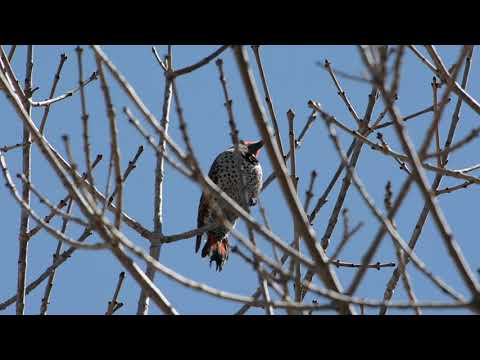 Birds Voices (20140424-001)